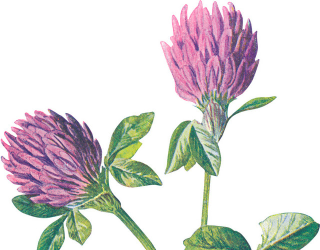 紫红色花朵野花手绘素材