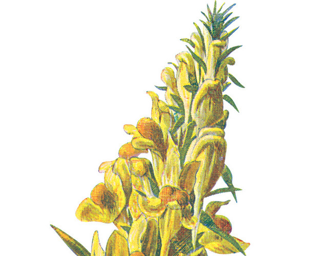 手绘草本黄色野花素材
