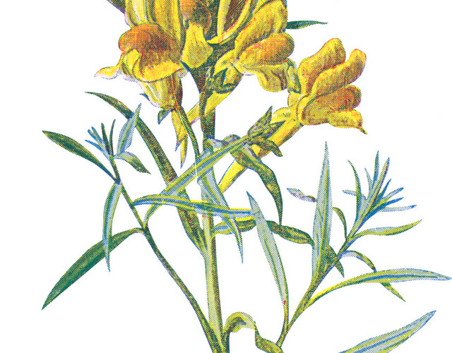 手绘草本黄色野花素材