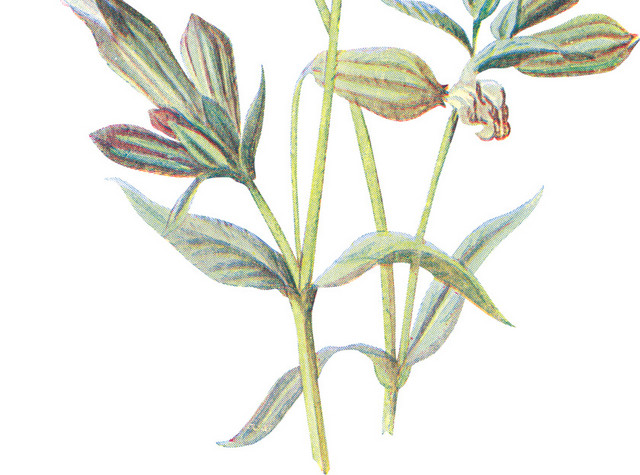 手绘草本白色野花素材