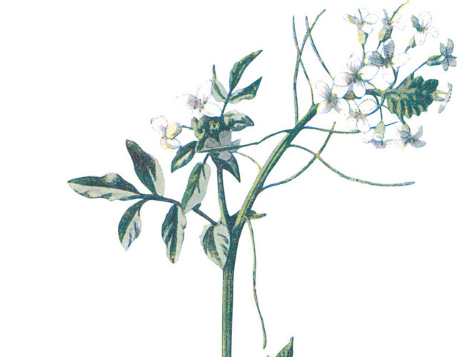 矢量野花白色花朵素材