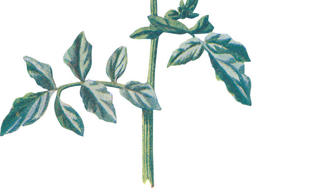 矢量野花白色花朵素材