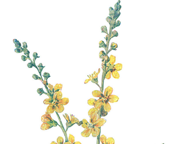 手绘野花花穗素材