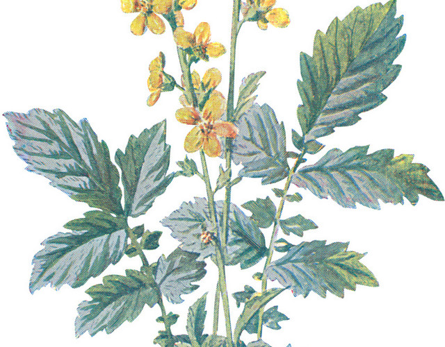 手绘野花花穗素材