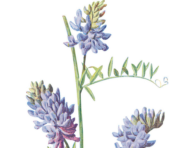 紫色花穗手绘素材