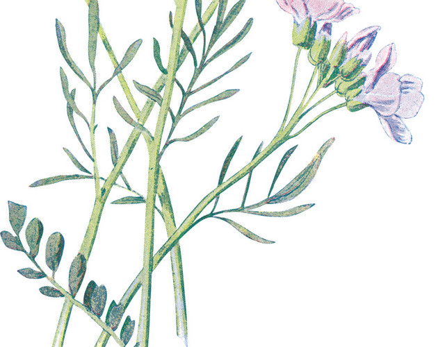 矢量草本植物野花素材