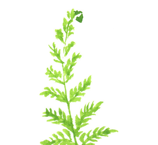 绿色手绘水草水彩插画素材