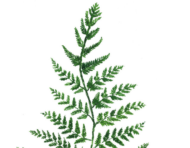 绿色手绘水草水彩插画素材