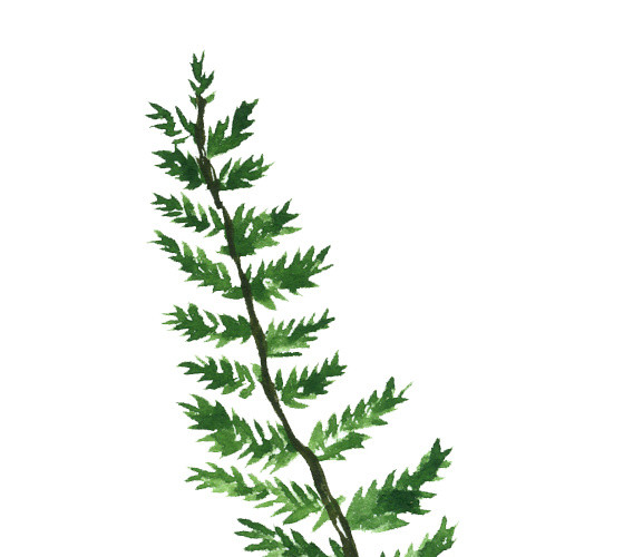 绿色手绘水草水彩插画素材