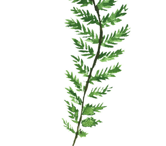 绿色手绘水草水彩插画素材