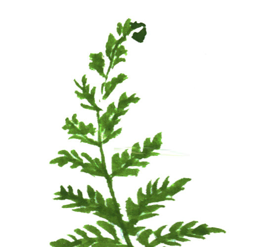 绿色手绘水草水彩插画素材