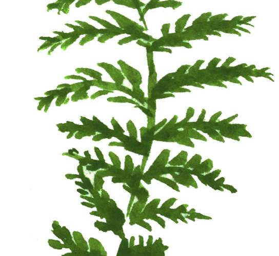 绿色手绘水草水彩插画素材