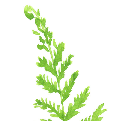 绿色手绘水草水彩插画素材