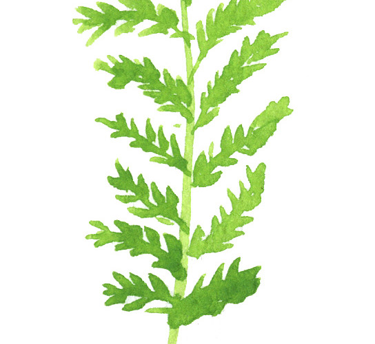 绿色手绘水草水彩插画素材