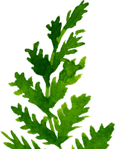 绿色手绘植物水草水彩插画素材