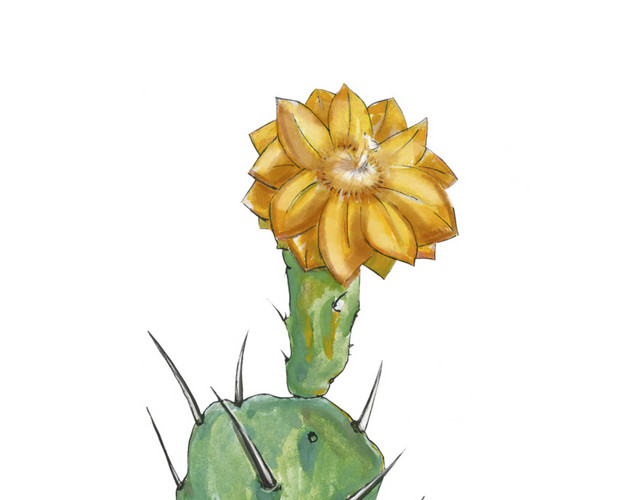 绿色小清新开花仙人掌水彩插画