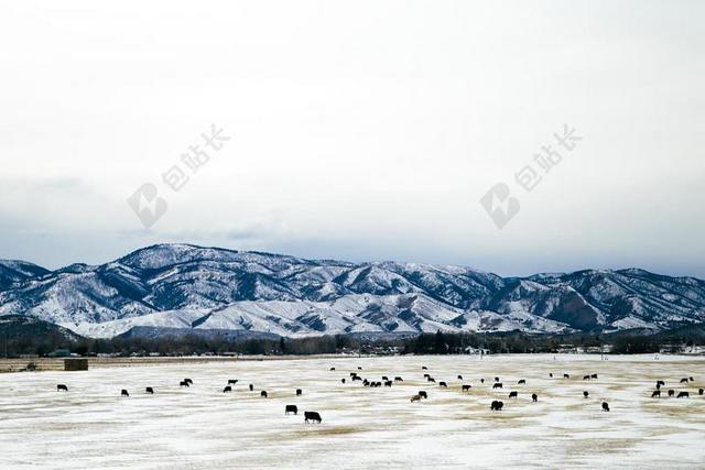 蓝白自然广袤天空下的雪山原野和牛羊动物自然背景图片