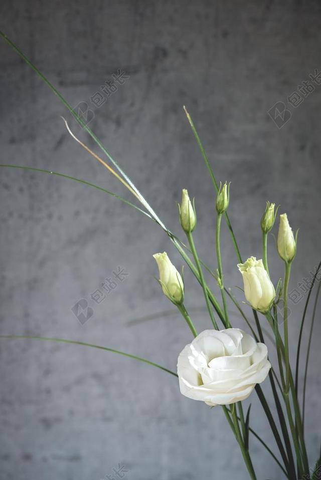 洋桔梗 花 开花 白 白花 花瓣 SCHNITTBLUME
