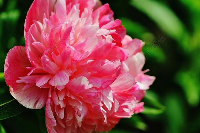 牡丹 花 粉红色 开花 性质 关闭 花园 春天 植物群