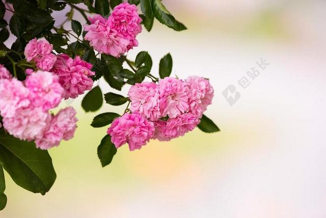 玫瑰 粉红色 粉红色的玫瑰 鲜花 充满花朵 粉色的花 花园