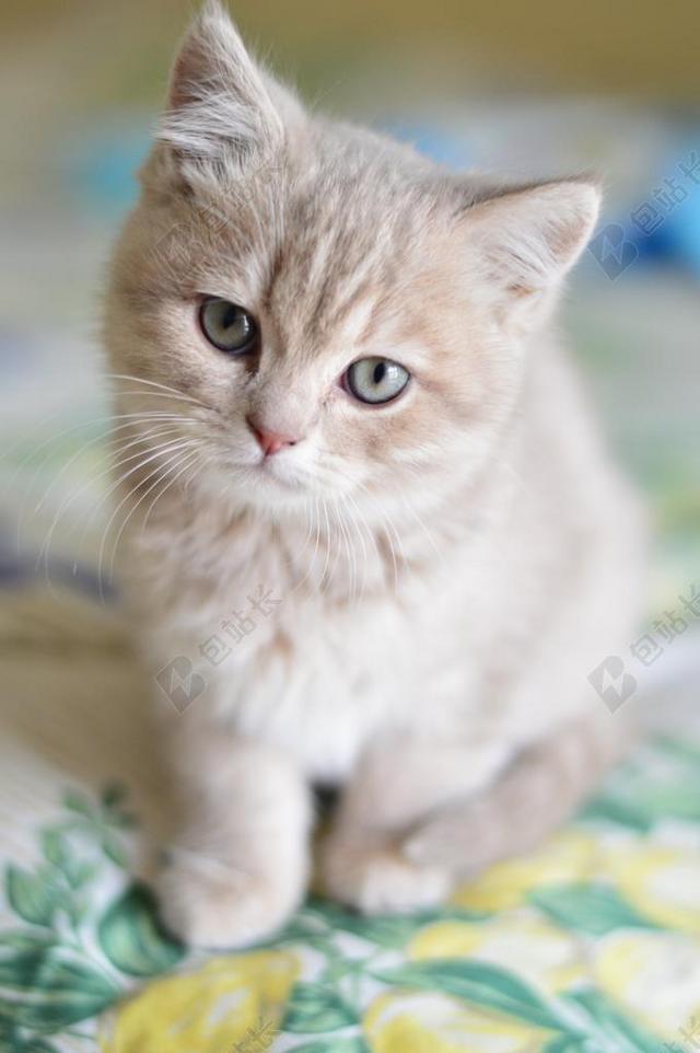 猫 可爱 猫咪 猫的 宠物