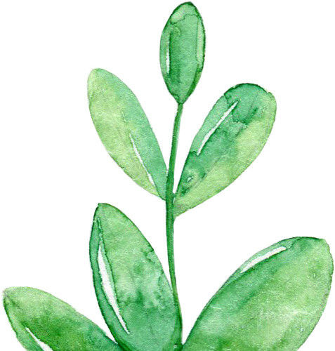 植物盆栽水彩矢量元素