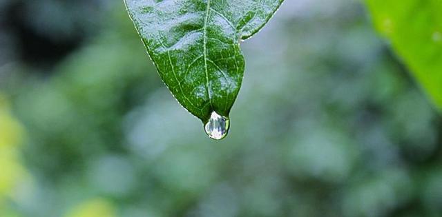 绿色植物特写碧绿的叶子和水珠背景图片