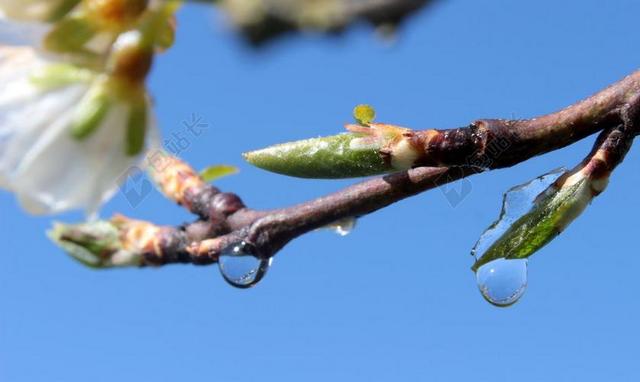 李子树 樱桃斯蒂卡 分支机构 春天 叶蕾 雨滴 冰 冰层融化