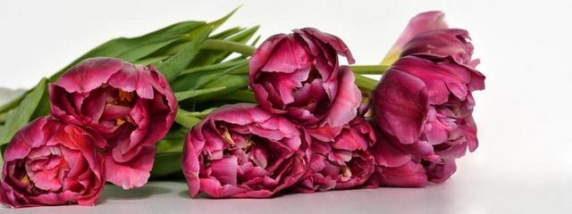 清新郁金香花束背景图片