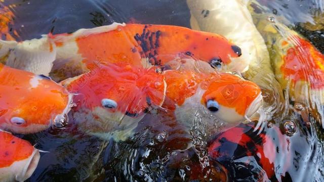 鱼 水族馆 GARP鱼 水 水下 自然 热带 野生动物 蓝色