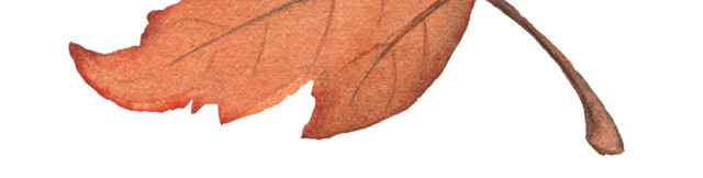 手绘清新秋天的枫叶设计素材