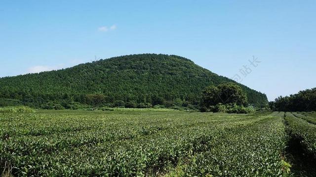 蓝绿农业广阔蓝天群山下的茶场农业茶背景图片