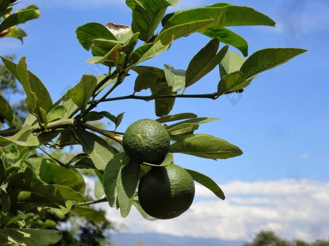 LIMONE 柠檬 弗里施 厂 野生 行李箱 维生素 健康