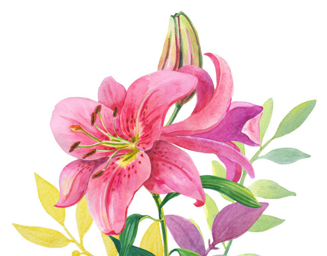 水彩手绘粉色百合花设计素材
