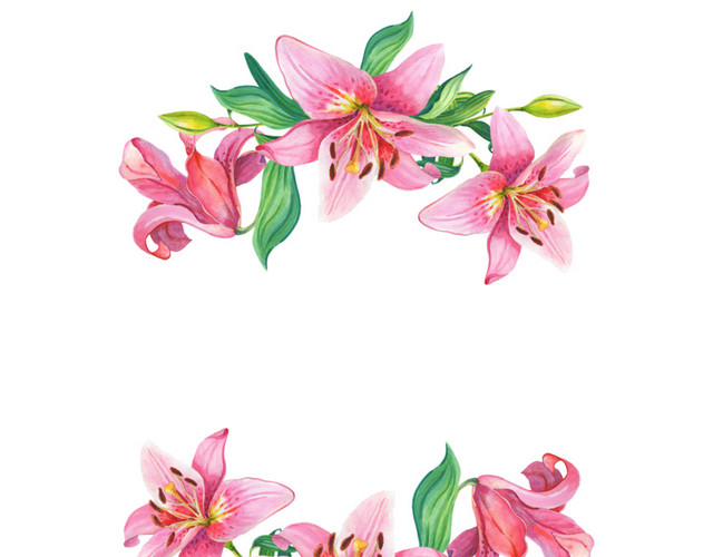 手绘水彩粉嫩百合花装饰设计素材