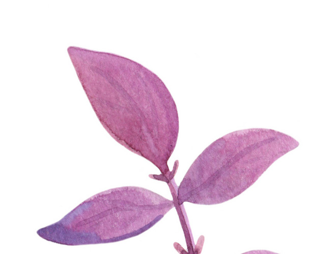 手绘清新紫色植物叶子设计素材