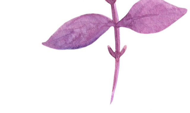 手绘清新紫色植物叶子设计素材