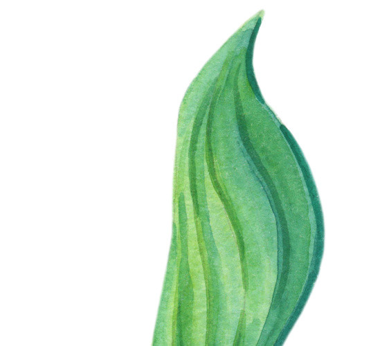 手绘清新绿色植物叶子矢量素材