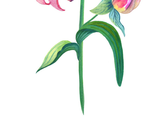 水彩手绘百合花枝矢量设计素材