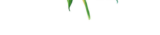 手绘小清新百合花矢量素材