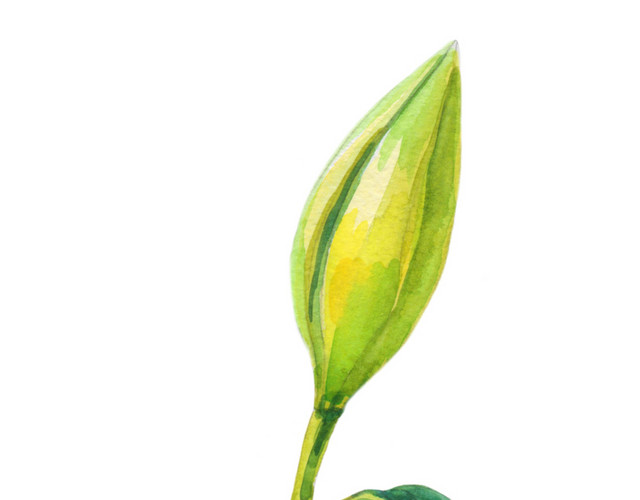 手绘水彩风绿色百合花苞矢量素材
