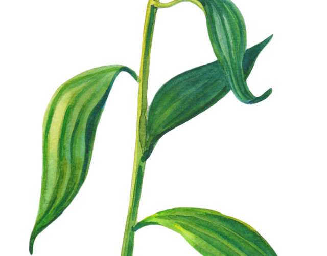 手绘水彩风绿色百合花苞矢量素材