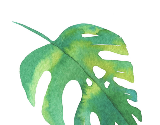 清新北欧风植物叶子设计素材