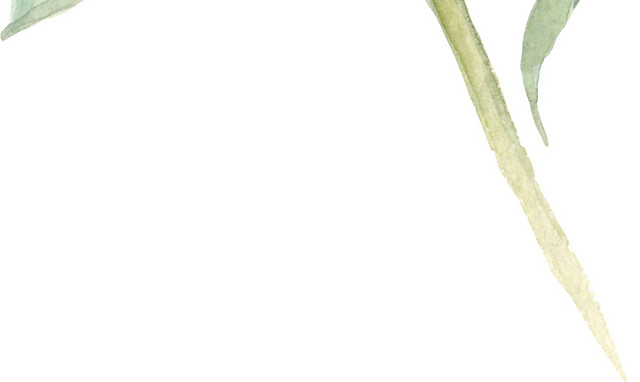 手绘水彩粉嫩花苞设计素材