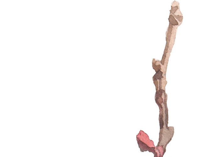 手绘棕色桃花花枝设计素材