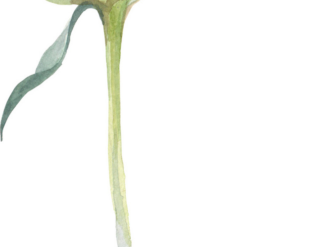 手绘粉嫩玫瑰花花苞设计素材