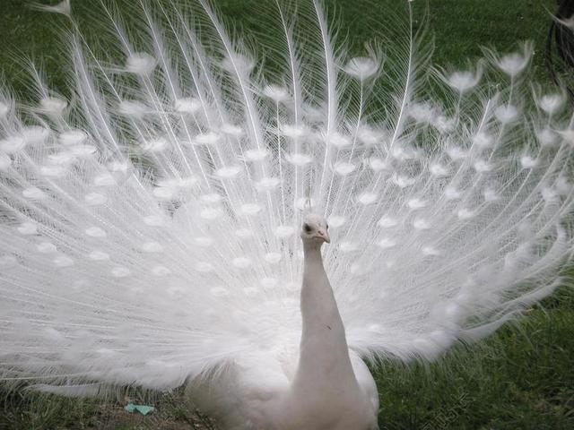 孔雀 白 鸟