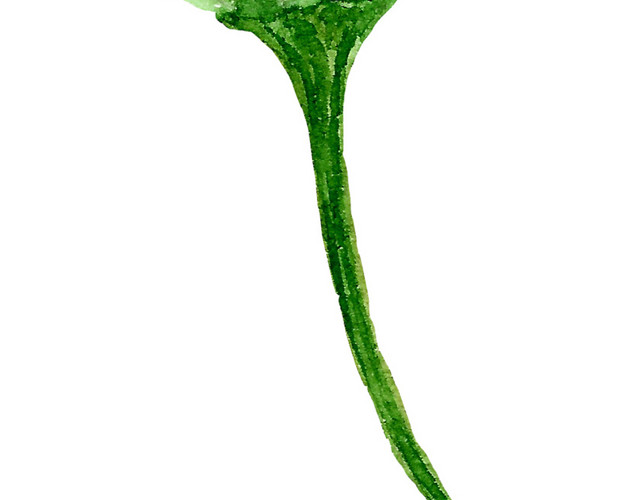 水彩鲜花