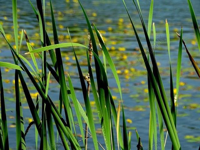 芦苇 湖 银行 水 性质 池塘 厂 牧歌 湖滨区 水域