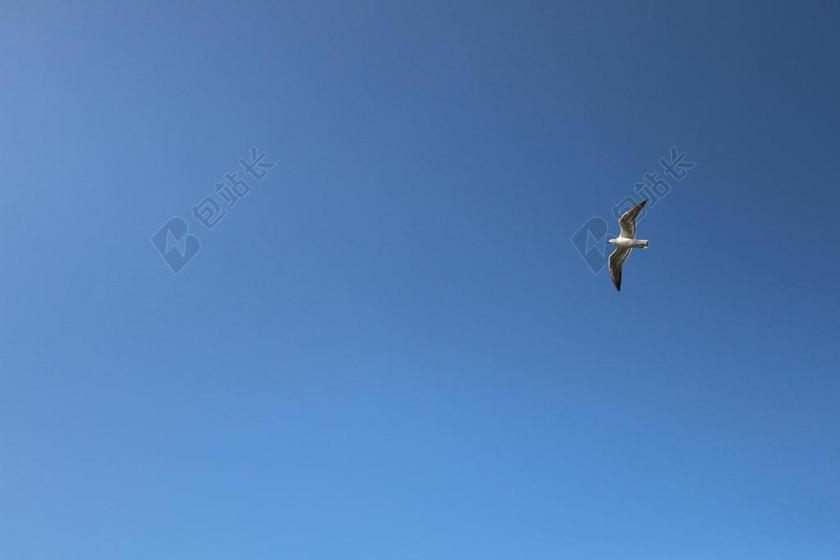 蓝色自然开阔清新蓝天上飞翔的鸟动物蓝天自然背景图片